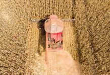Mato Grosso lidera produção nacional de grãos e concentra 59,7% do gergelim