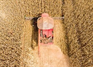 Mato Grosso lidera produção nacional de grãos e concentra 59,7% do gergelim