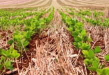 Plantio da soja chega a 15,6% e supera ritmo de 2025