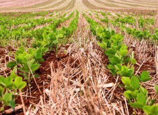 Plantio da soja chega a 15,6% e supera ritmo de 2025